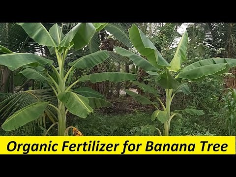 Organic fertilizer for Banana / How to fertilize banana / Organic Fertilizer and Manure Application