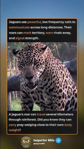 The Roar of an Apex Predator