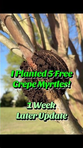 1 Week Later: Planted 5 Air Layered Crepe Myrtles (Update)