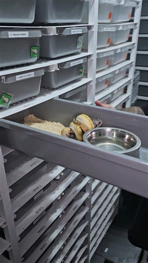 Firefly bongo clown female feeding 🔥🔥🔥🤘 #royalpythons #ballpythonlove #beardeddragon #reptilebreeder #snek #morph #leopardgecko #petsnake #herpetology #animal #morphs #cornsnake #snakelove #reptilelove #livingart #ballpythonofinstagram #snakelovers #reptilesofinsta #serpent #ballpythonsnake #nature #ballpythonlover #babyballpython #snakesofinsta #crestedgecko #ballpythonmorphsofinstagram | Xclusive ball pythons