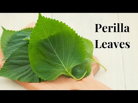 What are Perilla Leaves used for? aka Sesame | Shiso |Tiá Tô Leaves