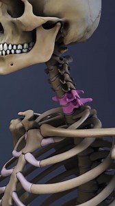 Need to know what happens when the C6-C7 spinal segment is compressed? 🧠💥 This video breaks down cervical spine compression, nerve root impingement, and spinal cord damage at the C6-C7 level — symptoms, causes, and warning signs you shouldn't ignore! ⚠️ Learn how this type of injury can affect your arms, hands, and overall mobility. | Spine-health