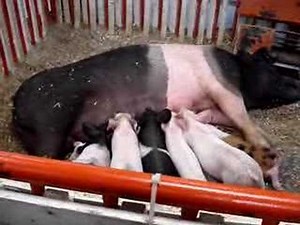 Pigs sucking tits at the fair
