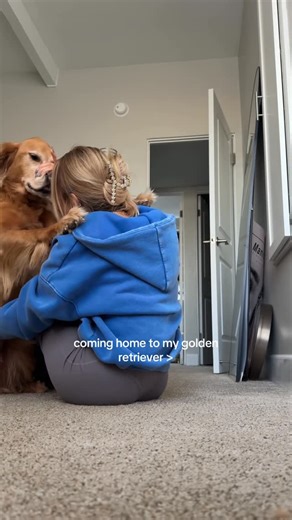 Mr. Coby West on Instagram: "i love to get him all riled up 🤭🤭 #goldenretriever #dog #dogsofinstagram #dogmom #goldenretrievers #golden #dogs"