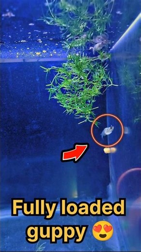 Fully Loaded Female Guppy 😍| Pregnant Guppy Fish Ready to Give Birth #shorts #guppy #pregnant