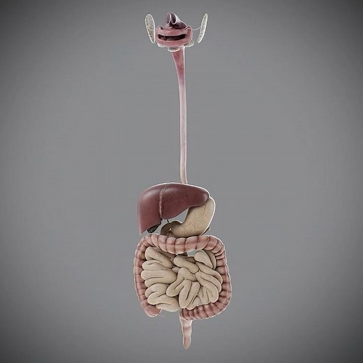 3D Human Male Digestive Anatomy
