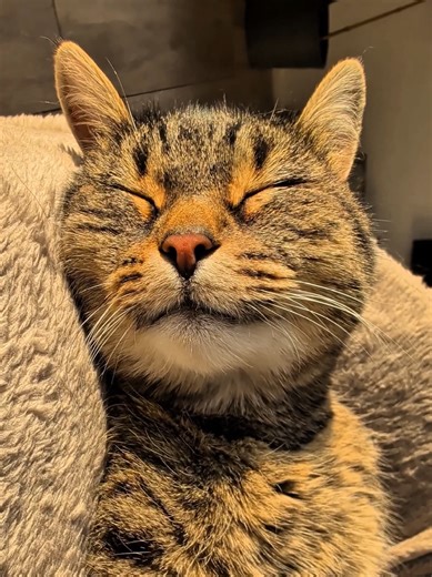 Happy Fluffy Misti Furrsday ✨😻💟😻✨ #cat #cats #asmr #fyp