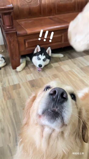 To be fair he got himself there #husky #goldenretriever #9gag | 9GAG