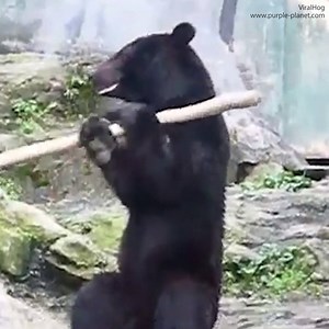 I could watch this bear performing his tricks for hours! 😍 😂 | Daily Mail Video