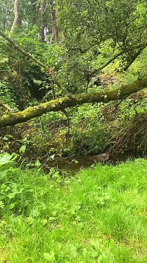 I’ve been getting into Nature Journalling 📓 Nature journaling is the practice of recording observations, thoughts, and reflections about the natural world in a notebook or sketch pad. It often involves sketching, writing descriptions, noting down observations about plants, animals, weather, and landscapes, and reflecting on personal experiences. The goal is to deepen your connection with the environment, enhance observational skills, and foster a sense of wonder and appreciation for the natural