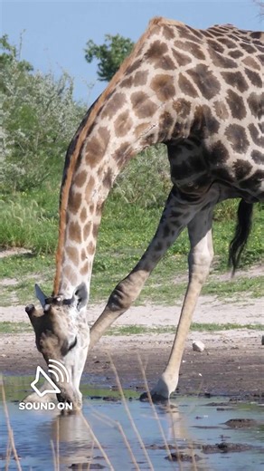 Giraffes are the world’s tallest mammals, with long legs that allow them to reach a speed of 35 miles per hour. | Nature | PBS