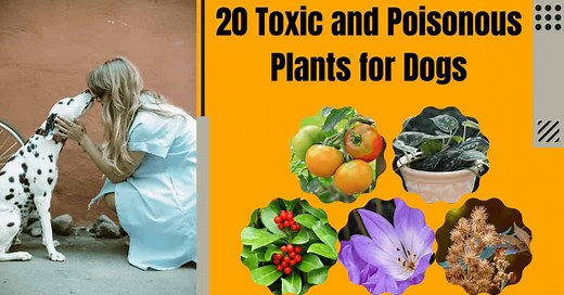 My Dog Never Wags His Tail: 9 Surprising Reasons   3 Tips