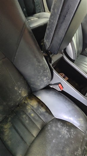 Mold & Fungus Removal — State Side Attention to Detail At State Side Attention to Detail, we specialize in mold and fungus removal — a tedious and highly skilled process that demands 100% focus and precision. Mold can hide in hundreds of areas throughout your vehicle, from deep under the carpets to inside the ventilation system. We know all 200 places it can hide — and we eliminate it safely, completely, and professionally. Your health, your car’s interior, and your peace of mind deserve the Sta