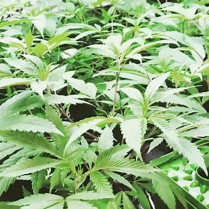 # @charcoir #PotPro Available now! Ask your local store to get with the program. Just throw your @Pot Pro Cube in and plant, snap #FloraFlex #FloraCap on, hand water or hook up your irrigation to the cap and grow. Lights out 壘 Night Night #charcoir #potpro #thefutureisfloraflex | FloraFlex | Facebook