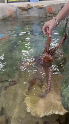 493K views · 2.9K reactions | Meet Ursula the friendly octopus from Mossel Bay!  She loves playing fetch! Just watch the video… ❤️ #CinematicTravelSA #WesternCape #Tourism #MosselBay #Explore #SouthernCape #ImproveTourism #Hartenbos #mosselbaaitoerisme #mosselbaytourism #UrsulaTheOctopus #ViralVideo #OctopusLove #MarineLife | Cinematic Travel SA | Facebook