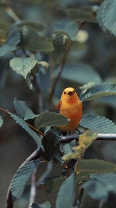 The song of the prothonotary warbler #warbler #oklahoma #birdwatching | Kyle Underwood photography