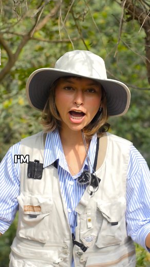 Peru is a birdwatcher’s dream! 🦅🌿 With over 1,800 species, from the majestic Andean condor to the quirky blue-footed booby, this country is bursting with feathered wonders. Don’t just read about them, come see them! Book your trip at Peruvianbirding.com. | Peruvian Birding and Nature Expeditions