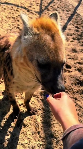 Playful Animal Boops Compilation