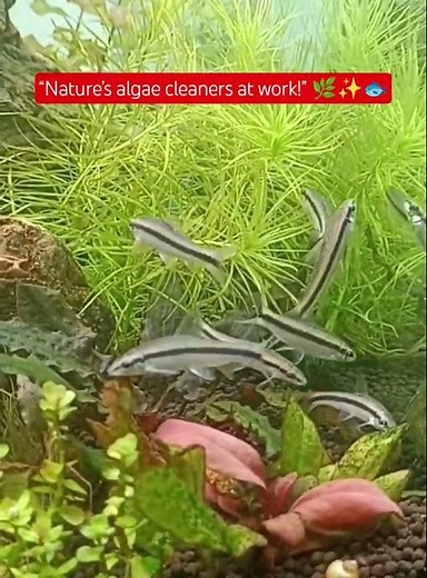 Nature Cleaning Crew in Aquarium 🧽🐟✨ | Siamese Algae Eater
