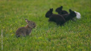 little rabbits on the lawn walking and eating grass