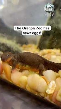 BREAKING NEWTS… er NEWS! The Oregon Zoo has newt eggs!