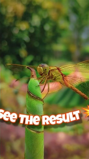 Creative Mobile Photography Using Photo Mode 📸 #shorts