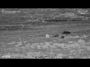 Young Verreaux’s Eagle Owl Plays with Elephant Dung