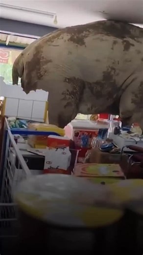 53 reactions |  Hladný divoký slon spôsobil v pondelok rozruch v...