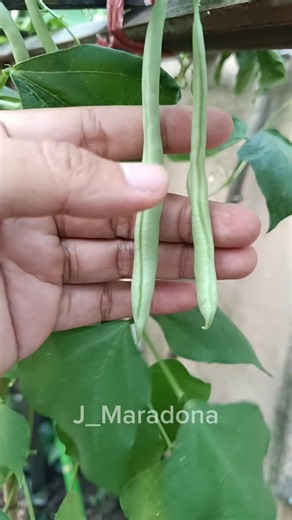 "Get a Massive Bean Harvest: Care and Fertilizing Guide". #gardenhacks