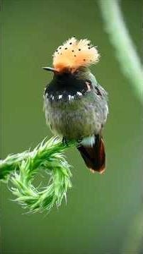 #Bird Entertainment🐦🤓