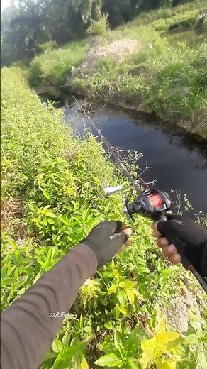 This isn’t about the fish, it’s about peace 😍 #fishing #snakeheadfishing #casting #shorts