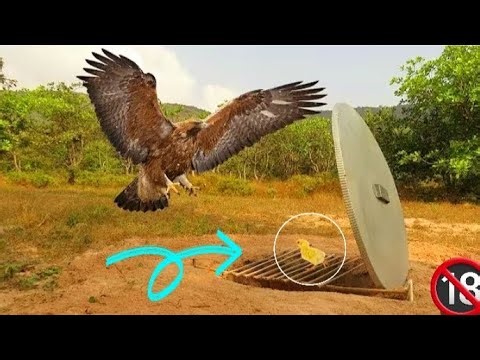 Best Creative Eagle Bird Trap Technology | Trapping Techniques 2025 That Works 100%