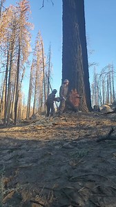 Chainsaw woman cuts down biggest tree in the forest and almost cuts her arm off! 😱 #timber #timberfaller #timberfalling #logging #chainsaw #stihl #bluecollar #treework #lumberjack #fyp #pnw #pnwonderland #pacificnorthwest #chasingwaterfalls #oldgrowth #woodwork #woodcraft #woodsmen #redbull #Rockstar #braap #bluecollarwoman #westcoastfaller #chainsawman #oregon #husqvarna #timbersports #prisonblues | Timber Falling Couple