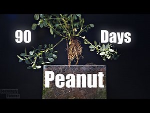 Growing Peanut Plant - 90 Days Time Lapse - Seed to Peanut - Full