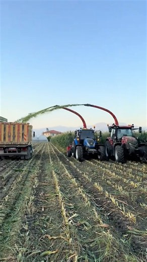 TWO Tractors, ONE Truck! 🤯 Perfect Harvest Sync 🚜💨 #farming#farmlife#rurallife#harvest#tractor