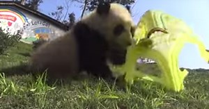 Naughty Panda Cub Doesn't Care How Expensive That Camera Is