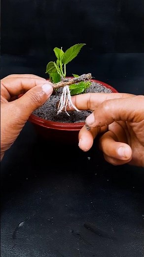 Watch how to grow hibiscus plant from stems | Step-by-step technique explained