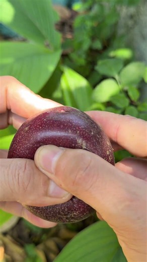 Juicy Passion Fruit ASMR in the Garden