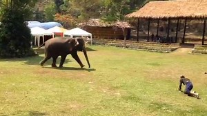 Protective elephant rushes to save his caretaker