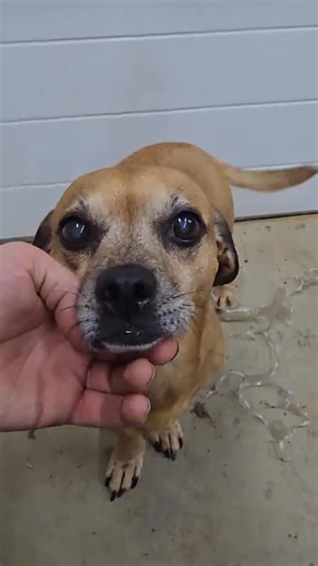 #narrowayhomestead #theoneandonlyminion #bathtime #dogbath #cleandog | One And Only Minion