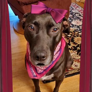 It's Wednesday fun facts...get weady | Pit Bull Patch and his fabulous friends