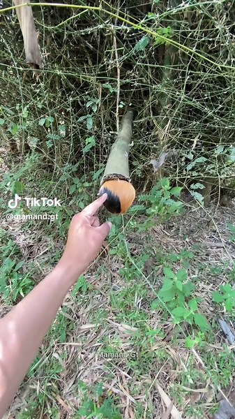 Dapat Marmut Liar: Kejutan di Alam Liar!