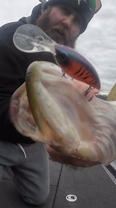 @alexruddfishing has put the Money Badger to work these past few months🔥 Amplified side roll, vibration, & designed to come through cover with ease make it a must-have in the crankin’ box this spring💯 #berkleyfishing #yourfishourscience #fishing #bassfishing #springfishing #moneybadger | Berkley Fishing