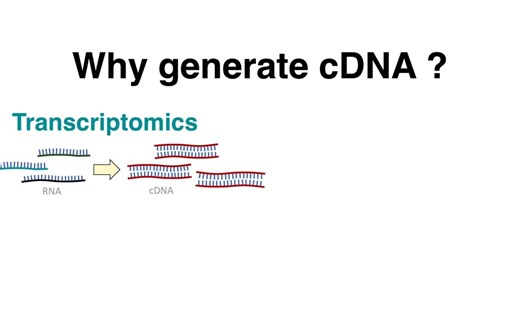 RT-PCR: cDNA Synthesis Protocol by Reverse Transcription