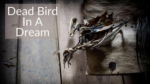 The Meaning Behind A Dead Bird In Your Dream