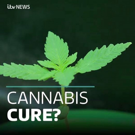 4.2K views · 121 reactions | What do you think about medicinal cannabis? This facility is growing the plants at a secret location in Somerset for medical research about the possible benefits. At present, medicinal cannabis is only legal in the UK for severe epilepsy, multiple sclerosis and some side effects of chemotherapy. | ITV News West Country | Facebook