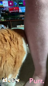 72K views · 8.3K reactions | I meow for happy! #cat #cats #meow #meows #meowing #purring #happy #happycat #purrs #kitty #kitties #pet #pets | Butters | Facebook