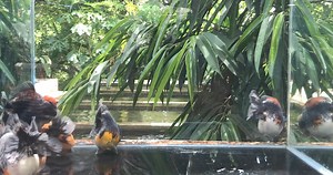 Selected Oranda Breeders 📥📥 | The Koi and Goldfish Factory