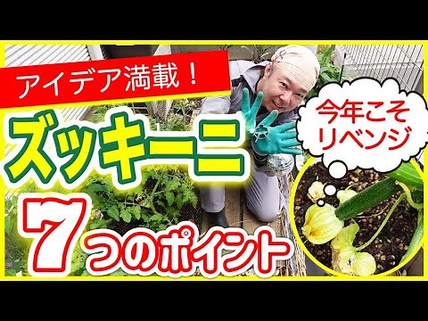 【アイデア満載】ズッキーニの育て方、７つのポイント ～狭い庭で家庭菜園～