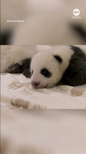 Panda cubs open their eyes for the first time